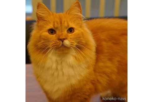 たまちゃん1枚目